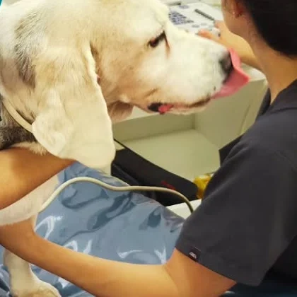 Cardiología